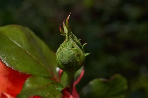 A nymph of a green shield bug (lat. Palomena prasina). Stock Photos