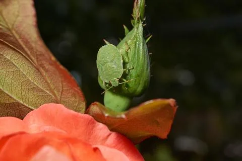 A nymph of a green shield bug (lat. Palomena prasina). Stock Photos