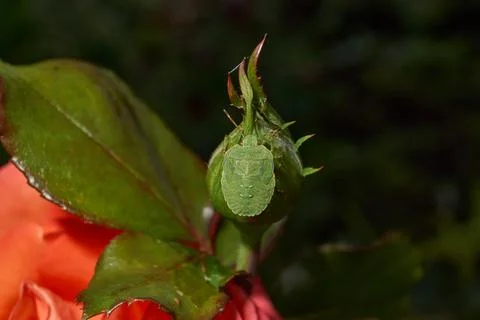 A nymph of a green shield bug (lat. Palomena prasina). Stock Photos
