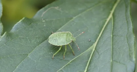 Nymph of green shield bug (Palomena prasina) Stock Footage 139694342