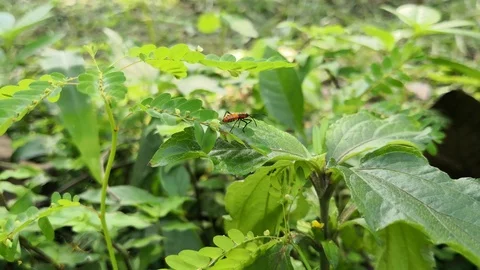 Nymph of large milkweed bug. Orange insect walks on branches of vegetation Stock Footage 99553925