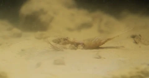 Nymph of long-tailed mayfly at riverbed of Tisza Stock Footage 269499888