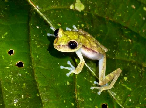 Nymph treefrog (hypsiboas nympha) on a leaf in the rainforest understory, ecu Stock Photos