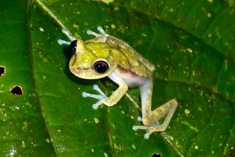Nymph treefrog (hypsiboas nympha) on a leaf in the rainforest understory, ecu Stock Photos