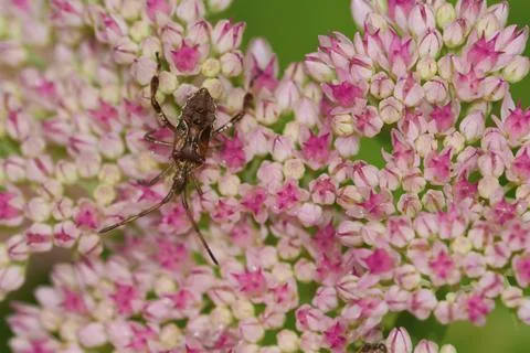 Nymph western conifer seed bug on sedum Stock Photos