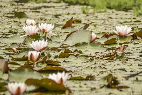 Nymphaea alba L. Stock Photos