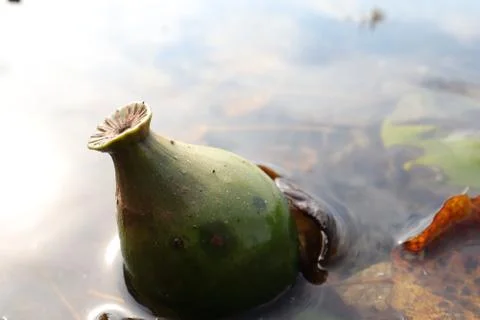 Nymphaea alba Stock Photos