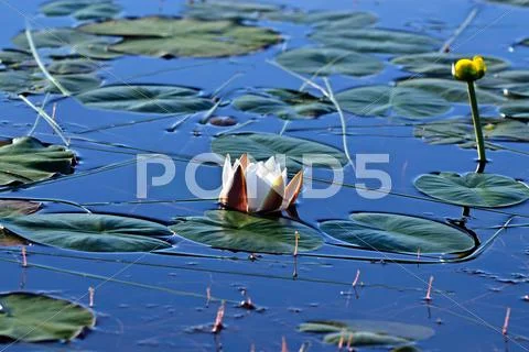 Nymphaea alba (water lily) Stock Photos
