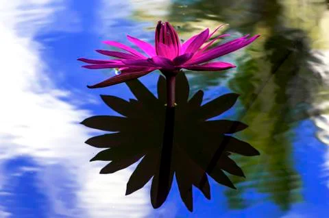 Nymphaea and shadow. 스톡 사진