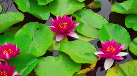 Nymphaea aquatic plant Stock Footage 65268893