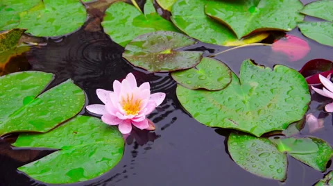 Nymphaea aquatic plant Stock Footage 65269995