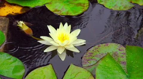 Nymphaea aquatic plant Stock Footage 65270152