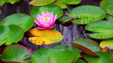 Nymphaea aquatic plant Stock Footage 65270206