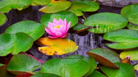 Nymphaea aquatic plant Stock Footage 65270344