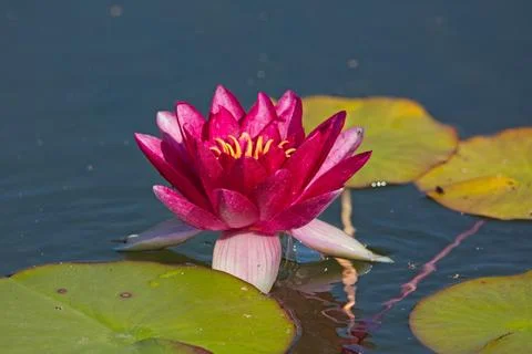 Nymphaea `attraction`. Stock Photos