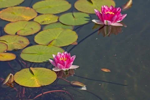 Nymphaea `attraction`. Foto stock