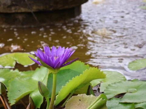 Nymphaea caerulea, known primarily as blue lotus Stock Photos