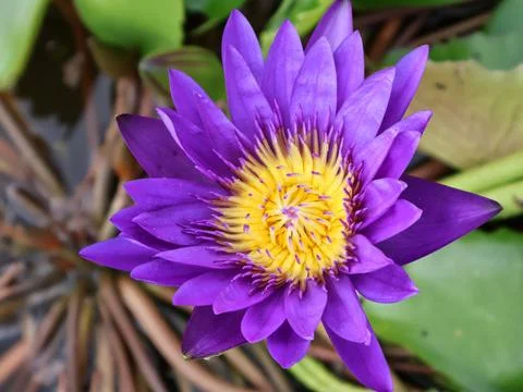 Nymphaea caerulea, known primarily as blue lotus Stock Photos