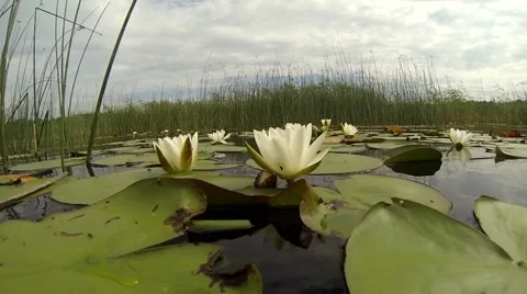 Nymphaea candida flowering on lake surface Stock Footage 47929851