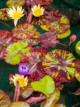 Nymphaea diversity Stock Photos