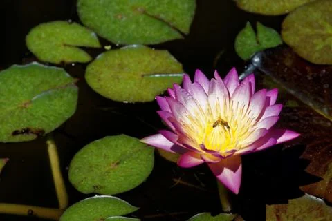 Nymphaea flower Stock Photos