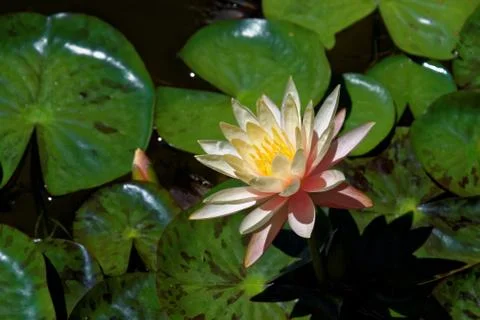 Nymphaea flower Foto stock