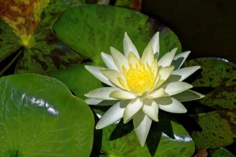 Nymphaea flower Stock Photos