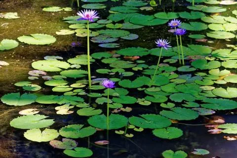 Nymphaea flowers Stock Photos