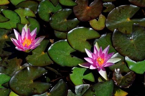 Nymphaea flowers Stock Photos