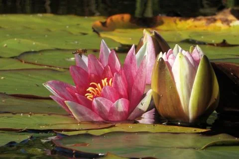 Nymphaea flowers Stock Photos