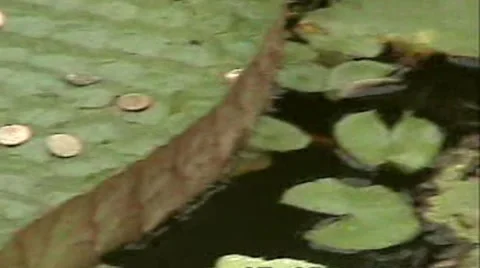 Nymphaea Stock-Footage 1914871