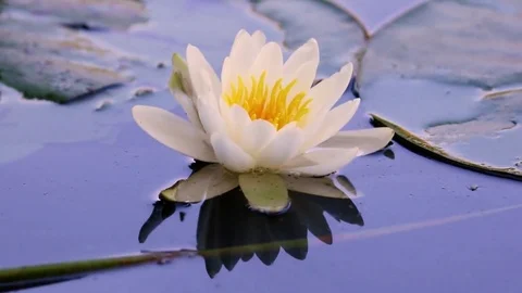 Nymphaea Stock Footage 84265228