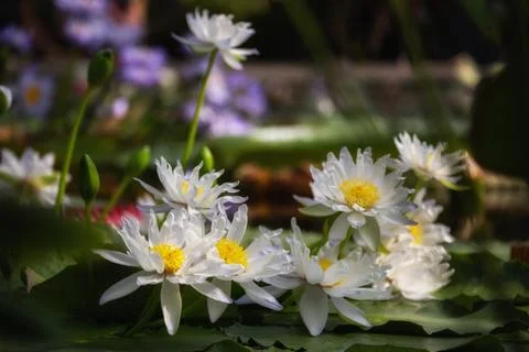 Nymphaea gigantea Stock Photos
