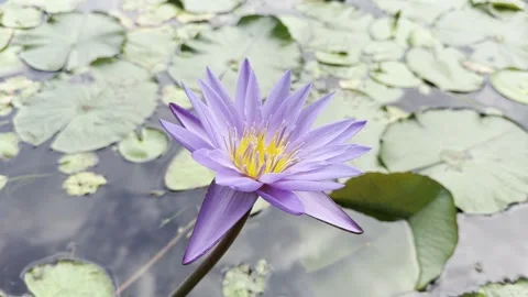 Nymphaea Islamorada Above a Tropical Pond Stock Footage 339075183