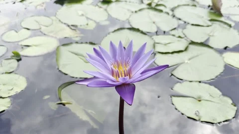 Nymphaea Islamorada Rising Above Lily Pads Stock Footage 339075181