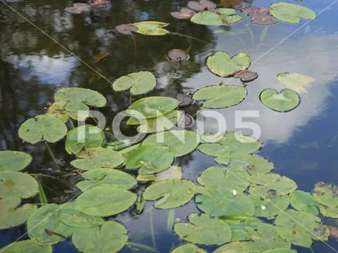 Nymphaea in japan garden Stock Photos