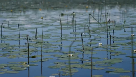 Nymphaea in the lake in Siberia Stock Footage 281528439