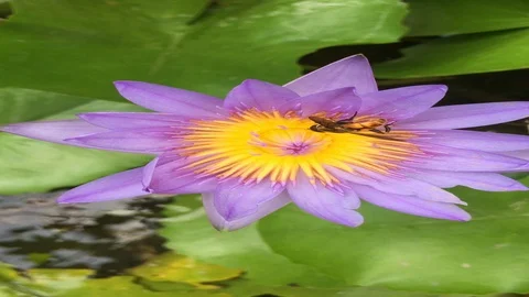 Nymphaea lotus blue, Nymphaea coerulea flower extract Stock Footage 129991228