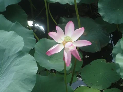 Nymphaea lotus close up Stock Photos