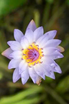 Nymphaea lotus Linn. Stock Photos
