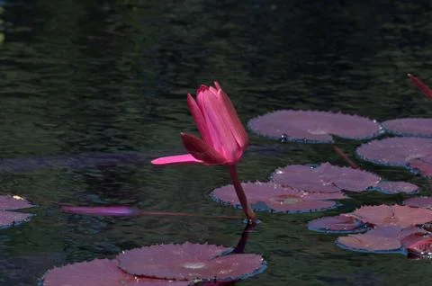 Nymphaea nouchal Stock Photos