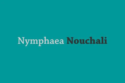 Nymphaea Nouchali medicinal element typography text vector design Stock Illustration