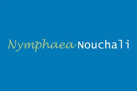 Nymphaea Nouchali medicinal element typography text vector design Stock Illustration