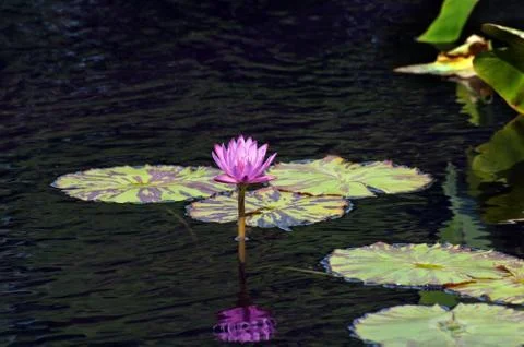 Nymphaea nouchali Stock Photos