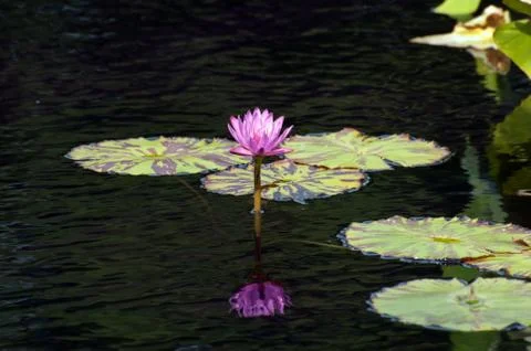 Nymphaea nouchali Stock Photos