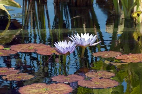 Nymphaea nouchali Stock Photos
