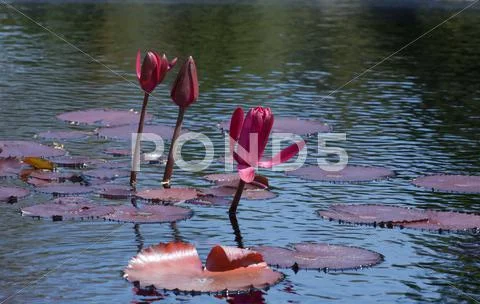 Nymphaea nouchali Stock Photos