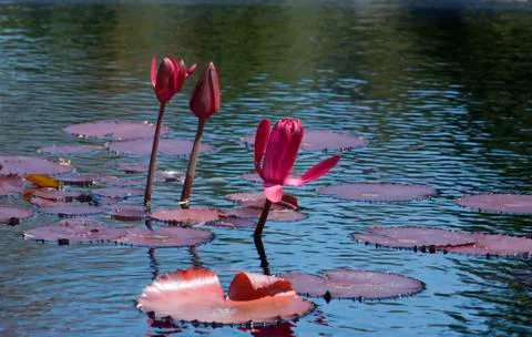 Nymphaea nouchali Stock Photos