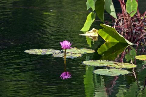 Nymphaea nouchali Stock Photos
