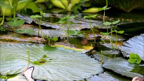 Nymphaea or water-lily leaves in the calm water of a pond Stock Footage 77861672